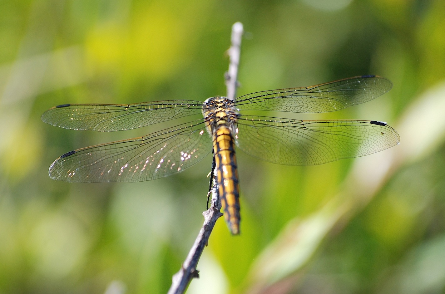 Orthetrum cancellatum ?